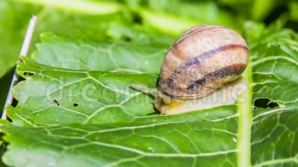 花园蜗牛爬下绿色叶面视频的预览图