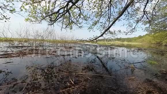 白俄罗斯春天高水时期的山上森林视频的预览图