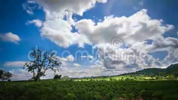多云天空的绿色植物视频的预览图