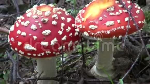 森林中的飞琼脂蘑菇视频的预览图