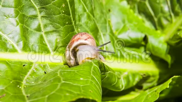 花园蜗牛爬下绿叶视频的预览图