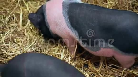 一只黑白猪在海斯玩耍的视频特写视频的预览图