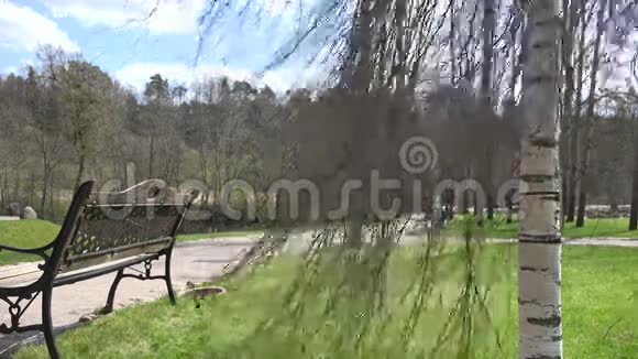 春天公园小径附近的长凳桦树和灯光4K视频的预览图