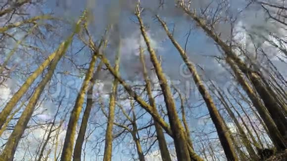 春天白杨树森林和云彩在风中延时4K视频的预览图