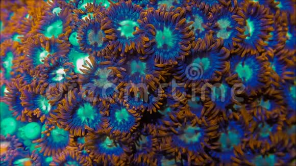 动物软珊瑚群视频的预览图