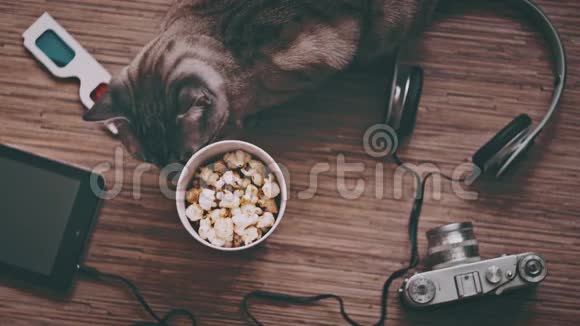 电影和娱乐概念猫被娱乐对象包围视频的预览图