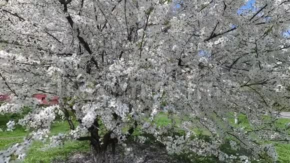 白俄罗斯春天穿白色花裙的樱桃视频的预览图