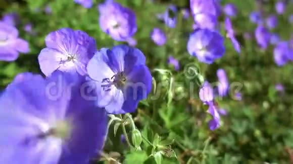 蓝色花朵的背景视频的预览图