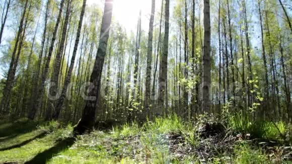 春天的桦树林视频的预览图