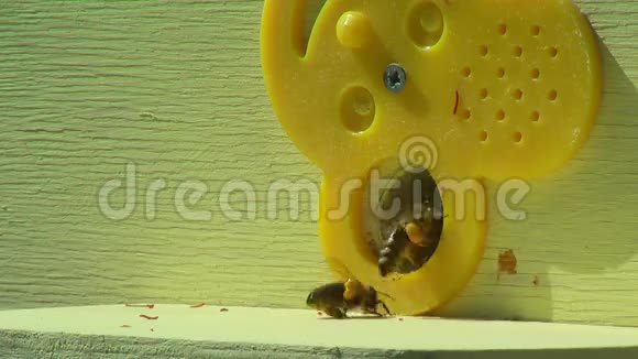 蜂箱中蜜蜂的工作过程视频的预览图