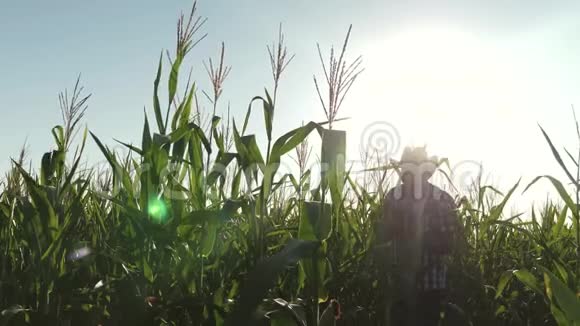 一个农民一个在田间工作的农艺师检查成熟的玉米芯一个从平板电脑来的商人检查玉米芯视频的预览图