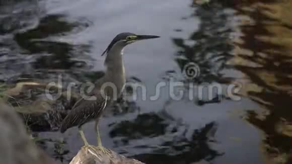 大自然中的爪哇池塘苍鹭鸟视频的预览图
