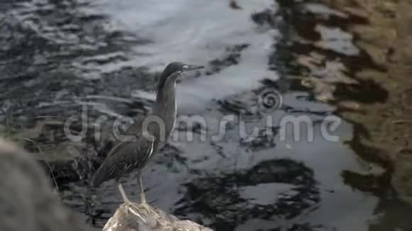 大自然中的爪哇池塘苍鹭鸟视频的预览图