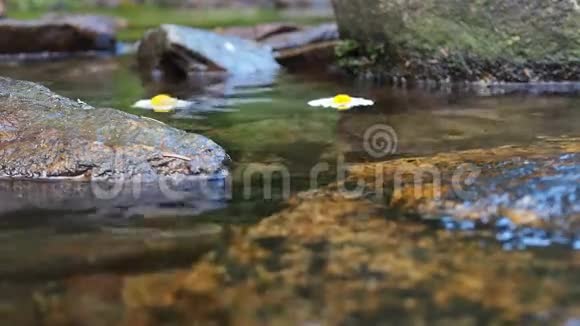 河面上流淌的雏菊视频的预览图
