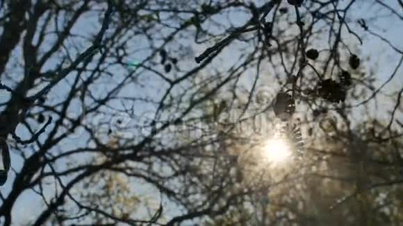 阳光树剪影阳光林景阳光自然视频的预览图