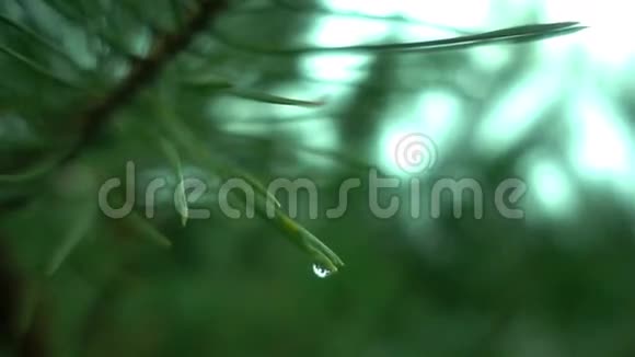 夏雨后云杉枝视频的预览图