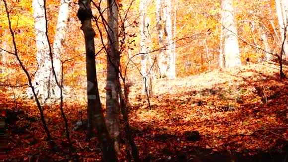 秋天的树干上有落下的铜色叶子视频的预览图