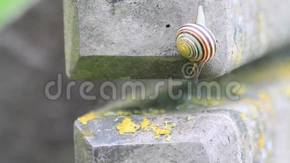 蜗牛爬过混凝土视频的预览图