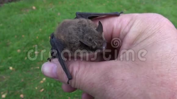 自然主义者手中的动物蝙蝠NathusiuspipistrellePipistrellusnathusii视频的预览图