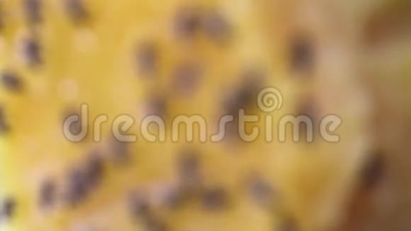 蜜蜂在黄花蜜上视频的预览图