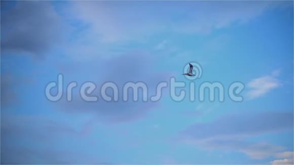 寂寞的海鸥在冬天的天空上飞翔视频的预览图