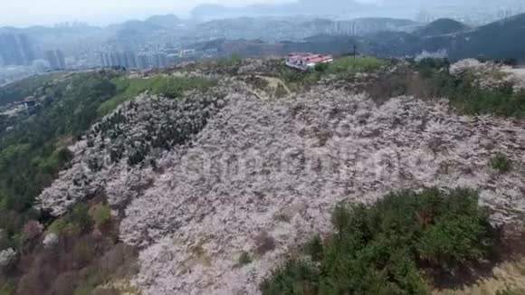 韩国釜山黄仁山樱花之春视频的预览图