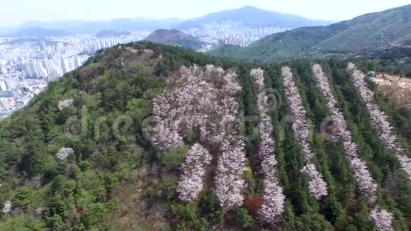 韩国釜山黄仁山樱花之春视频的预览图