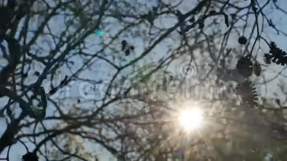 阳光树树剪影阳光森林自然阳光视频的预览图