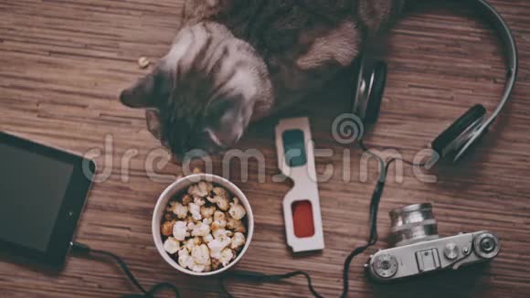 电影和娱乐概念猫被娱乐对象包围视频的预览图