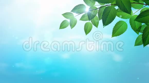 阳光明媚的背景自然树枝绿叶和蓝天阳光和白云视频的预览图