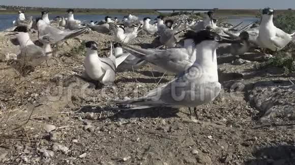 沙岛上的一群燕鸥看护鸟的喧闹和哭泣视频的预览图