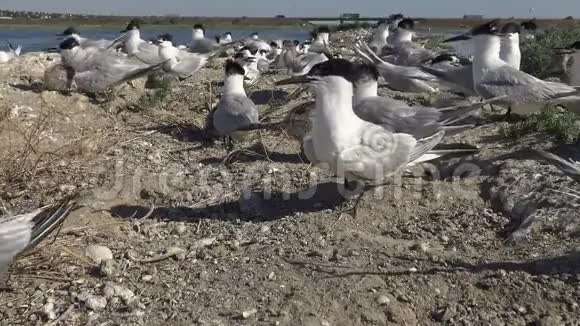 在沙岛上的燕鸥群看护鸟的声音和叫声视频的预览图