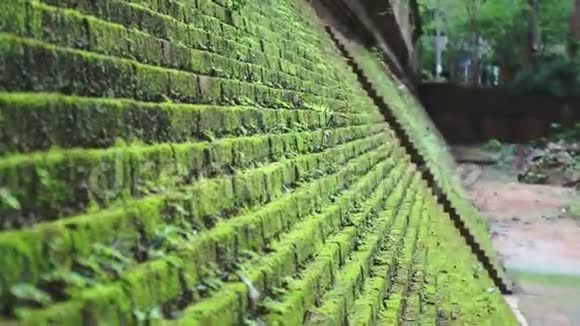 阶梯砖墙上绿苔的视频热带地区美丽视频的预览图