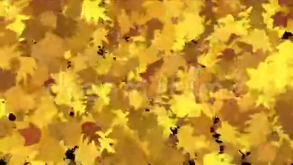 摘要金枫树叶片郁郁葱葱的秋季叶自然微风视频的预览图