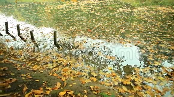 公园里有金色叶子的池塘视频的预览图
