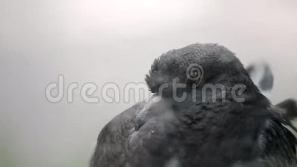鸽子头靠近视频的预览图