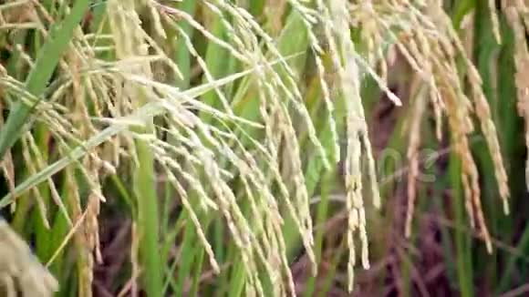 稻田在风背景宽度镜头拍摄高清视频的预览图