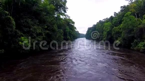 在热带丛林中飞过河流视频的预览图
