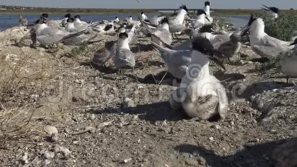 沙岛上的一群燕鸥看护鸟的喧闹和哭泣视频的预览图
