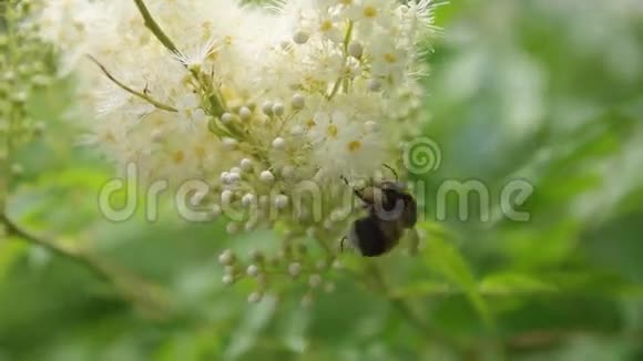 大黄蜂从白花中采集花蜜视频的预览图