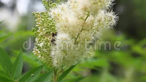 大黄蜂从白花中采集花蜜视频的预览图