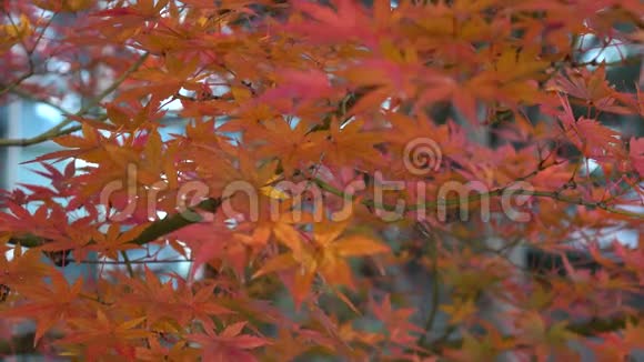 日本Yumoto森林的秋树和树叶视频的预览图