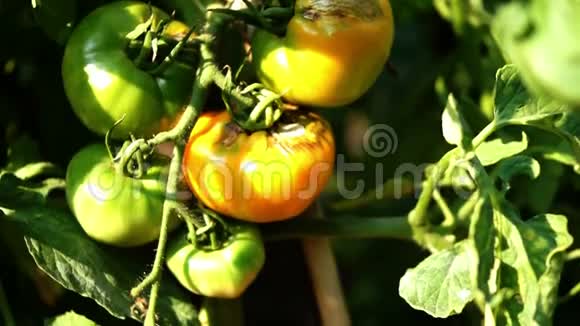 有机番茄在花园里潘视频的预览图
