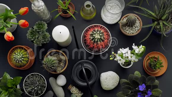 现代黑桌装饰仙人掌肉质植物郁金香和装饰岩石从上面看视频的预览图