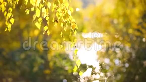 日落时分秋天公园的黄叶在风中摇曳视频的预览图