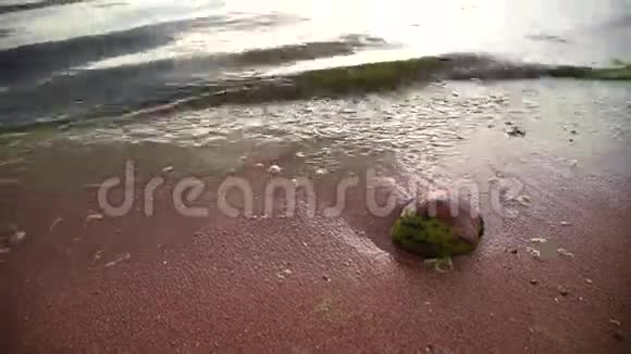 海滩上有椰子的海浪阿尔加尔盛开视频的预览图