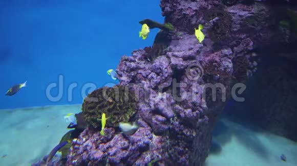 美丽的海洋水族馆有热带鱼类和珊瑚的录像视频的预览图