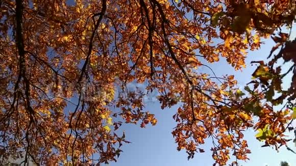 橡树上的秋叶视频的预览图