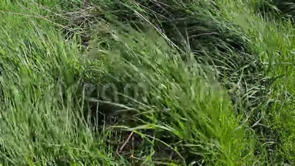 春天绿草如茵的风镜头视频的预览图