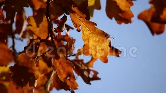 橡树上的秋叶视频的预览图